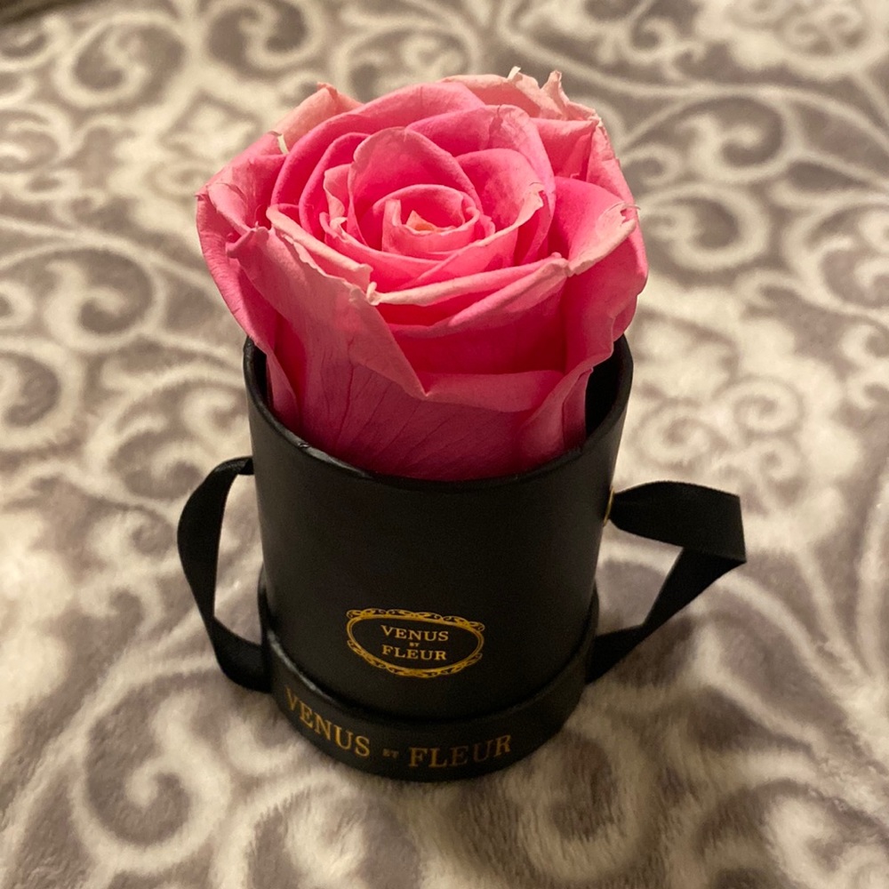 venus et fleur Pink rose 🌹